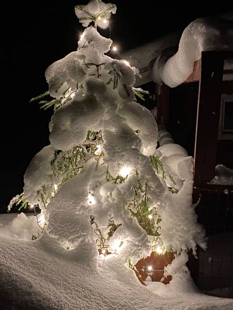 Joulupuu sai lumiverhon. Kuva: Veikka Kellomäki