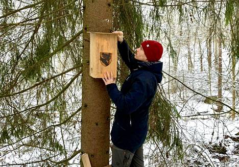 Nokian kaupungin ympäristönsuojelusuunnittelija Antti Mäkelä asentamassa liito-oravan pönttöä maaliskuussa 2021.