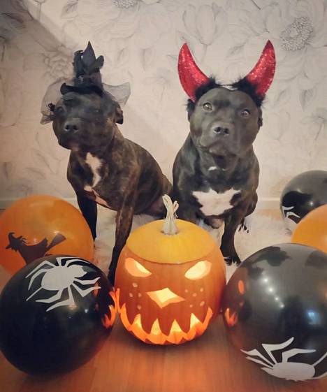 "Halloween-tunnelmissa perheemme staffit Pauli ja Liisa”, kertoo koirien ”ihmisäipäksi” itseään tituleerannut harjavaltalainen Sanna Kotti. 