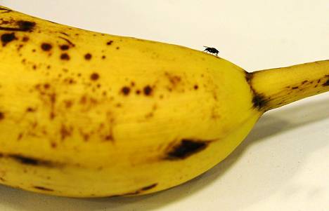 Banaanikärpäset ovat loppukesän riesa, sillä ne viihtyvät kosteassa ja lämpimässä.
