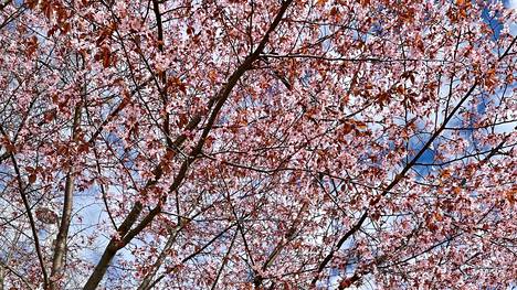 Kirsikankukat ovat suosittuja kuvauskohteita ja monelle kevään tärkeä symboli.