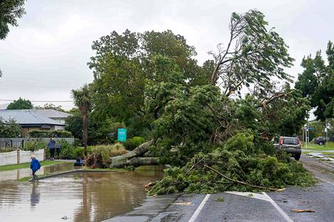 Uuden-Seelannin hallitus julisti maahan kansallisen hätätilan tiistaina. Myrskyssä kaatunut puu Hastingsissa tiistaina.