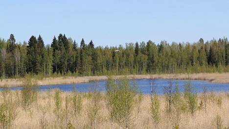 Kurkipari lensi Käkijärven ylitse, jossa ui joutsenia ja telkkäpari. 