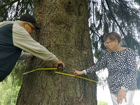 Matti Tala, 74, kiipesi lapsena kuuseen, joka oli jättimäinen jo silloin –  Kiikasta löytyi kuusi, joka pitää nyt kärkeä Sastamalan suurimman puun  etsinnässä, katso kuvat! - Uutiset - Tyrvään Sanomat