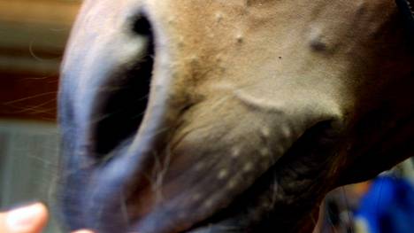 Huittislaisella ratsutilalla ei ensimmäisten tulosten mukaan sairasteta hevosten koronavirusta. 