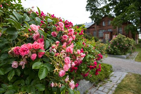 Arboretum on kaunis koko kesän, mutta erityisen ihana ruusujen kukkimisen aikaan.