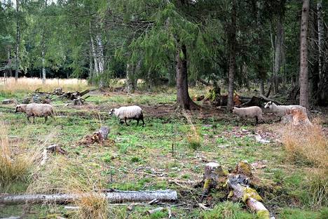 Rauman saariston laajimmat laidunnetut perinneympäristöt löytyvät Nurmeksesta. Pelkästään Pinokarissa on tänä kesänä laiduntanut yli 150 lammasta.