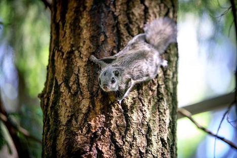 Maastokäynneillään Valkeakoskella syytetyt metsäasiantuntijat eivät havainneet merkkejä liito-oravista. Kuvituskuvan liito-orava on kuvattu Varsinais-Suomessa.