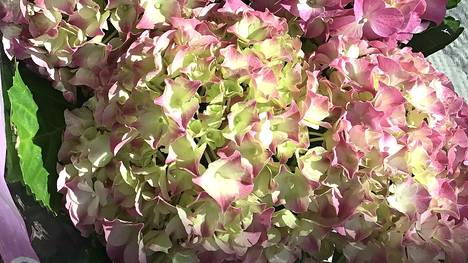 Hortensian kukat ovat yleensä valkoisia, punaisia tai sinertäviä. Joidenkin lajien kukkien väri riippuu maaperän happamuudesta tai alumiinipitoisuudesta.