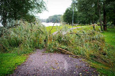 Keskiviikkona tuulee niin lujaa, että puita voi kaatua. Arkistokuvassa on kaatunut puu Tampereen Tahmelassa.