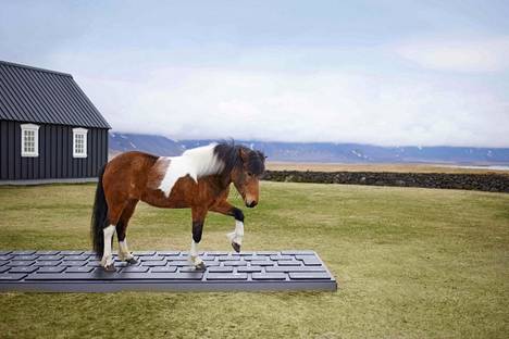 Islanninhevonen seisoo jättimäisellä näppäimistöllä Outhorse your e-mail -palvelun mainosvideolla.