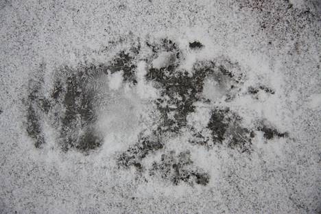 Kolmijalkainen susi tallentui huittislaisen Ari Mahlamäen valvontakameravideolle.  Hän kertoi huomanneensa pihamaallaan isoja jälkiä talven mittaan, muttei ollut osannut yhdistää niitä susiin. Kuvituskuvan suden käpälänjälki ei liity uutisessa kerrottuun tapaukseen.