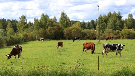 Alkutuottaja ansaitsee työstään täyden korvauksen, karjaeläimet kuuluvat pelloillemme ja kotimainen ruoka tuo turvaa, toteaa kirjoittaja.