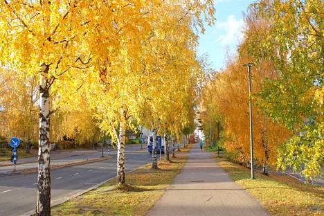 Syksyn väritti Pinsiöntien koivukujan kauniin keltaiseksi. Pirjo Räisänen otti kuvan Löytiksen mäestä 10. lokakuuta. 