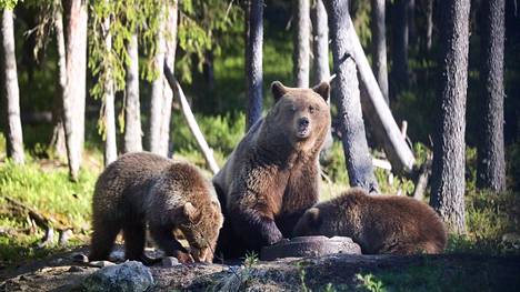 Karhun kannanhoidolliseen metsästykseen on myönnetty yksi kaatolupa Mänttä-Vilppulan, Virtain ja Ruoveden yhteislupa-alueella.