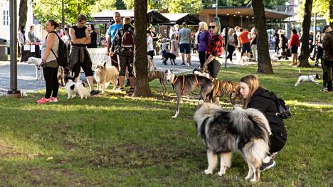 Pirkanmaan eläinsuojeluyhdistys välittää kodittomia eläimiä, hoitaa luonnonvaraisia loukkaantuneita eläimiä ja järjestää erilaisia tapahtumia. Kesäkuussa 2021 yhdistys järjesti Tampereen Hämeenpuistossa koirakävelyn.