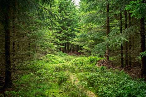 Kirjoittaja on sitä mieltä, että me metsien kasvattamat suomalaiset olemme tottuneet selviytymään kaikkein vaikeimmissakin oloissa.