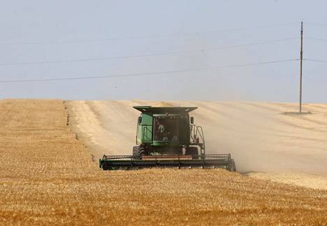 Ukrainassa korjataan parhaillaan tämän vuoden viljasatoa.