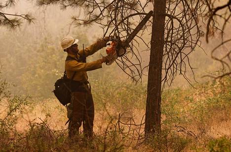 Yhdysvaltojen metsätalousviraston palomies karsi puiden oksia sunnuntaina. 