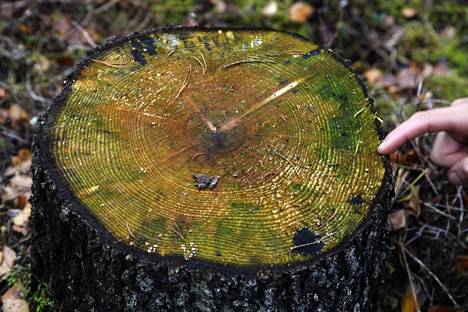 Valtuutettu Jorma Tuppurainen kiinteistöjen tulisi huolehtia uusien puiden istuttamisesta.