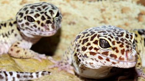 Yksi vuodenvaihteessa kadonnut leopardigekko on vielä kateissa. Kuvan gekot eivät liity tapaukseen.
