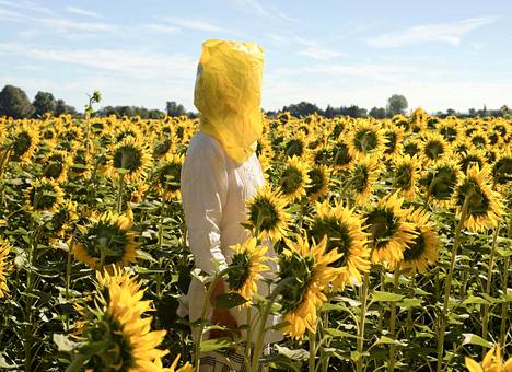 Elina Brotherus sarjasta Gelbe Musik with Sunflowers, 2016 sarjasta The Baldessari Assignments.