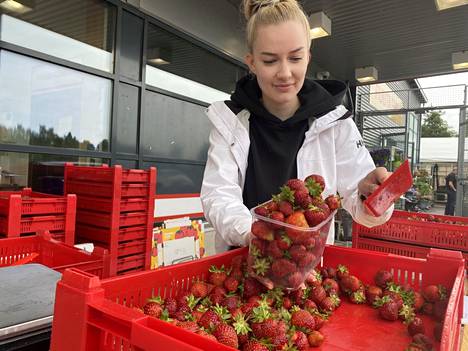 Tokmannin edessä mansikoita mittasi torstaina Olivia Stenroos. Hän kertoi, että viime viikon lopulta lähtien mansikoita on mennyt yhä enemmän laatikkokaupalla.