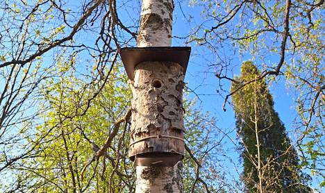 Linnunpönttöjä voi kiinnittää puihin ympäri vuoden. Varhaiskevät ja kevät ovat yleisintä aikaa kiinnityksille.