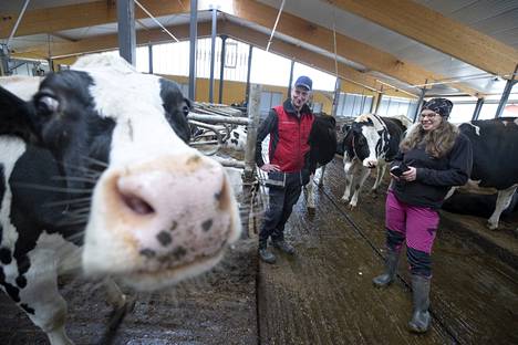 Sypressi-lehmä vaikutti varsin tyytyväiseltä Heikki ja Meri Äijön uuden pihattonavetan järjestelyihin. Tavoitteena on, että maatila tuottaa yli 2 miljoonaa litraa maitoa vuodessa. 