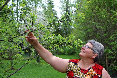 Christine Marc on saanut kaksi ranskalaista luumun sukua olevaa le mirabellier -hedelmäpuuta kukkimaan puutarhassaan Mäntässä.