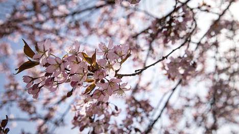 Kirsikka on yksi niistä puulajeista, jotka kärsivät keväällä leikkaamisesta.