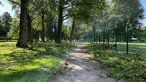Tuulenpuuskat vaikuttivat riepotelleen oksia myös Kiovan puiston lähisöllä Kalevassa lauantaina 20. elokuuta.