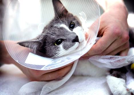 Satakunnan käräjäoikeudessa kiisteltiin eläinlääkärin viran täyttämistä koskeneista syrjintäväitteistä. Kuvituskuvan kissa ei liity uutiseen.