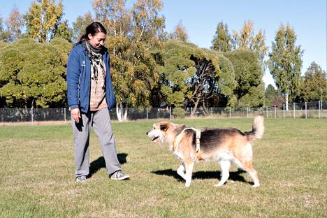Laura Könönen käy koiriensa kanssa koirapuistossa päivittäin. Hänen koiransa ovat Viipurista tuotuja rescue-koiria. Elise nauttii siitä, että ympärillä on omaa tilaa.