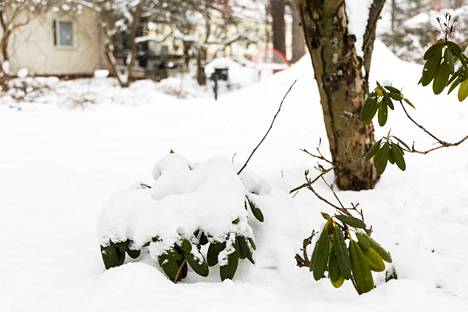 Puutarhoista tutulle alppiruusulle voi olla hankala tilanne, jos kevät ehtii jo alkaa ja sitten talvi palaakin.