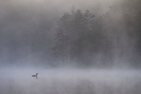 Palkittu nokialainen nuori valokuvaaja Onni Rantanen on kuvannut paljon Koukkujärven kaakkureita.