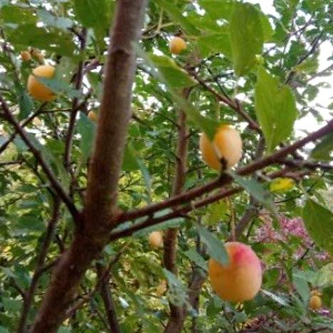 Suomessa harvinaisen, mutta Ranskassa yleisen le mirabellier -puun hedelmät ovat kypsyneet syötäviksi Mäntässä. Christine Marcin pihassa kasvavat puut ovat viihtyneet Mänttä-Vilppulassa sadosta päätellen hyvin.