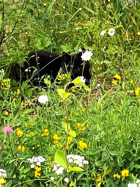 Riina-kissa kukkien keskellä. 