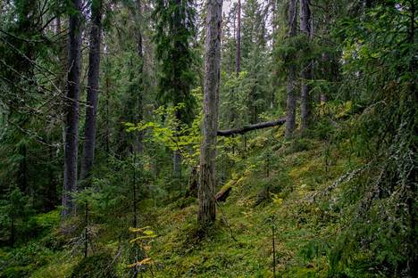 Metsämaan nettonielu oli Suomessa viime vuonna alimmalla tasolla 30 vuoteen. Petäjäjärven luonnonsuojelualueen metsä kuvattiin 16. syyskuuta.