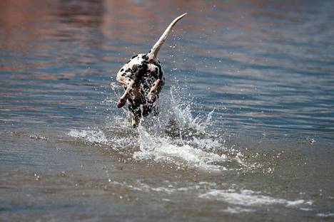 Toisille koirille uiminen on poikkeuksellisen miellyttävää puuhaa. Koirarannalla se onnistuu aina, mutta muuallakin koiraa saa uittaa, jos tietyt säännöt täyttyvät.