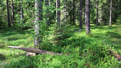 Keski-Euroopan maiden pitäisi maksaa Suomelle vuosittain runsaita korvauksia siitä, että Suomi on säilyttänyt metsiään ja soitaan valtavasti, kirjoittajat esittävät.