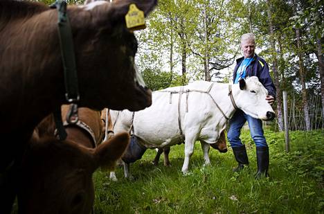 Pohjoissuomenkarjaa edustava Ylläs-lehmä on Ahlmanin oppilaitoksen ensimmäinen satatonnari eli 100 000 kiloa maitoa lypsänyt lehmä. Ahlmanin maatilamestari Harri Ala-Kapeen mukaan se on juhlan aihe.