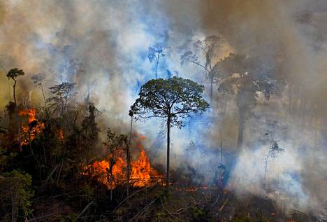 Asiantuntijoiden mukaan sademetsän tulipalot ovat pääosin seurausta laittomasta maanviljelystä ja metsän raivaamisesta karjapelloiksi. Kuva on otettu Brazilian Amazonin metsäpalosta 15. elokuuta 2020. 
