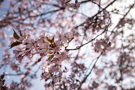 Kirsikkapuun hempeän vaaleanpunaiset kukat lumoavat nyt Tampereen keskustassa.