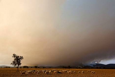 Lampaat laidunsivat lähellä metsäpaloaluetta Guadaperossa Espanjassa 15. heinäkuuta.