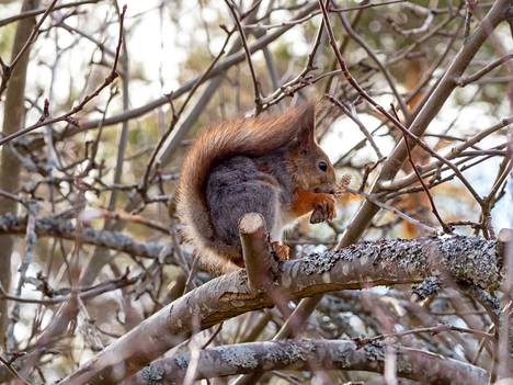 Orava nautti eväästään lämpenevässä kevätsäässä. Orava on sekasyöjä ja kävyt maistuvat mainiosti. Kolea keli ei ole vielä innostanut kurrea täyteen karvanvaihtoon, mutta lähiviikkoina päälle vaihtunee ruskea kesäkarvoitus.
