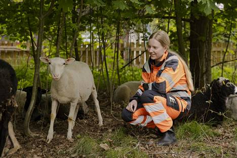Lammaspaimen Helmi Häyry kertoo, että Toejoelle tuoduista lampaista vanhimmat ovat 7-vuotiaita ja nuorimmat viime kesänä syntyneitä. Lauma koostuu kokonaan naaraslampaista eli uuhista. Joukossa on suomen-, ahvenanmaan- ja rygjalampaita.