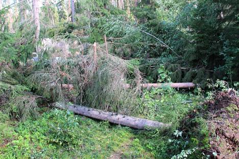 Verneri-myrsky kaatoi puita Kankaanpäässä Holmantiellä.
