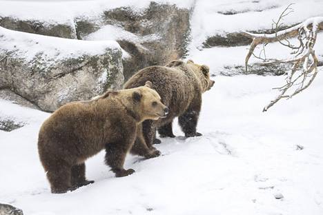 Korkeasaaren karhut kävelivät lumessa Korkeasaaren eläintarhassa Helsingissä 18. helmikuuta 2023. 