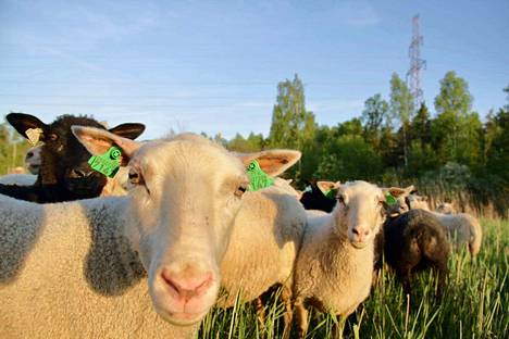 Tosi lähiruokaa. Raisionlahdella kesiä viettävät lampaat ovat REKO-rinkiin kuuluvan SikkaTalun lampaita.